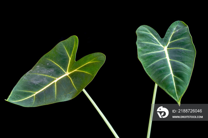 Alocasia micholitziana ’Frydek’ also known as Alocasia Green Velvet, a tropical houseplant with dramatic leaves