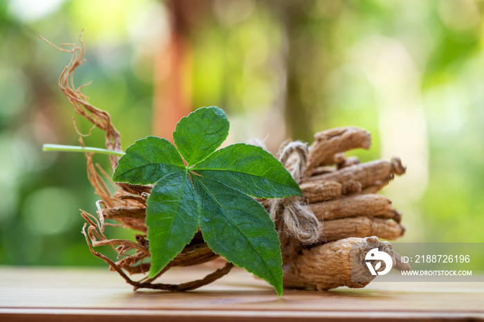 Ginseng and Eleutherococcus trifoliatus green leaf on nature background.