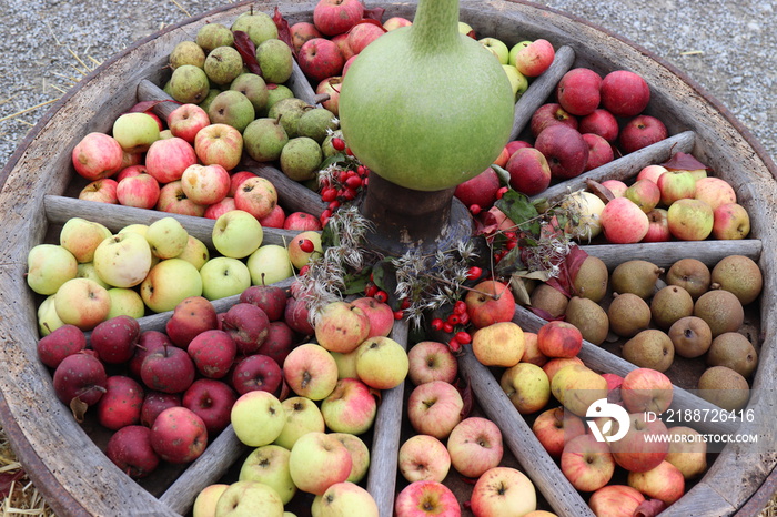 Apfelsorten. Apfelernte. Dekoration aus Äpfeln und Birnen.