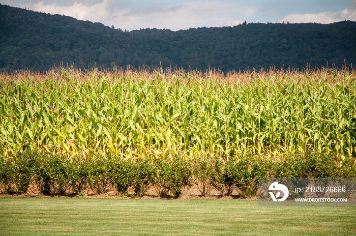 Cornfiled in Snohomish, WA