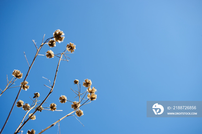 枯れ芙蓉・快晴・冬空・青空