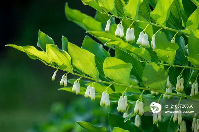 Polygonatum