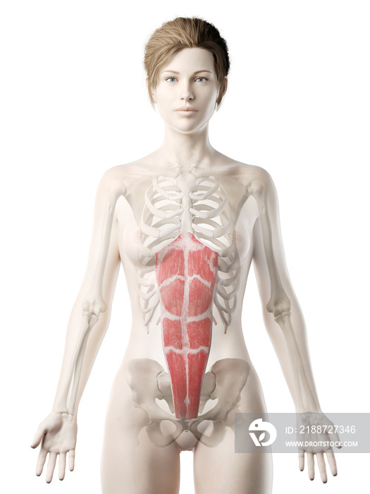 3d rendered medically accurate illustration of a womans Rectus Abdominis