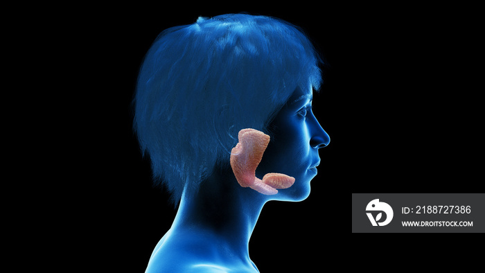 3d rendered medical illustration of a woman’s salivary glands