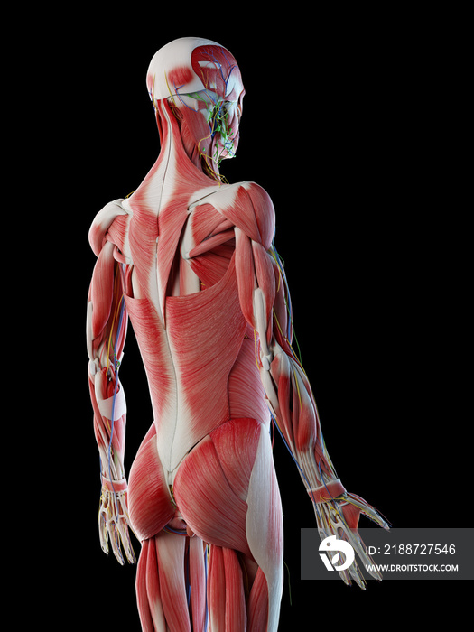 3d rendered illustration of the complete male anatomy