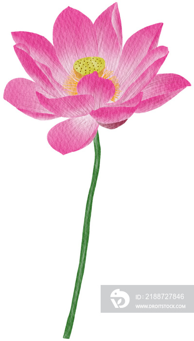 Blooming pink lotus flower watercolor