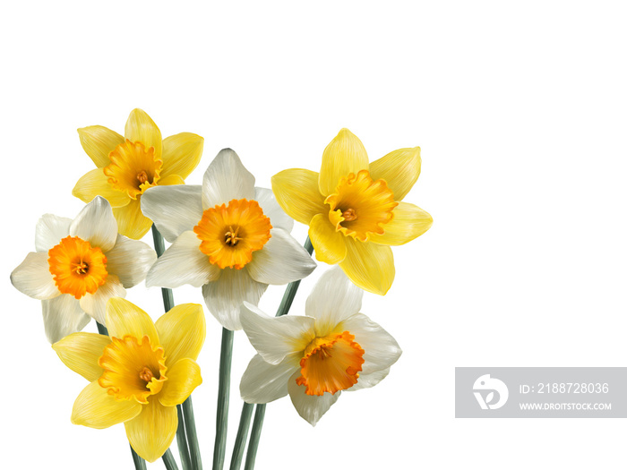 bouquet of blooming narcissus flowers spring wallpaper