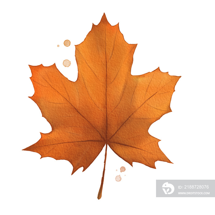 Maple Leaf Watercolor Isolated