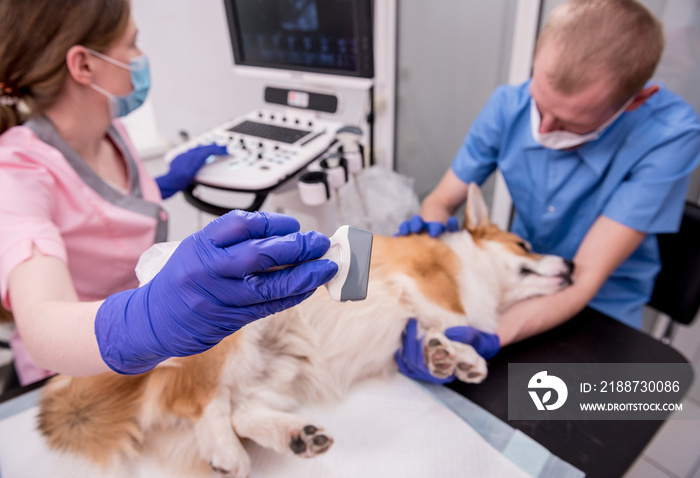 Veterinarian team examines the Corgi dog using ultrasound