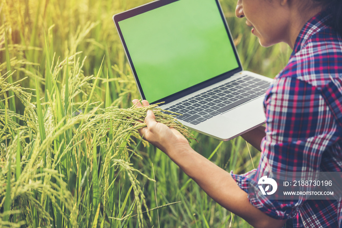 Farmer in rice field with laptop