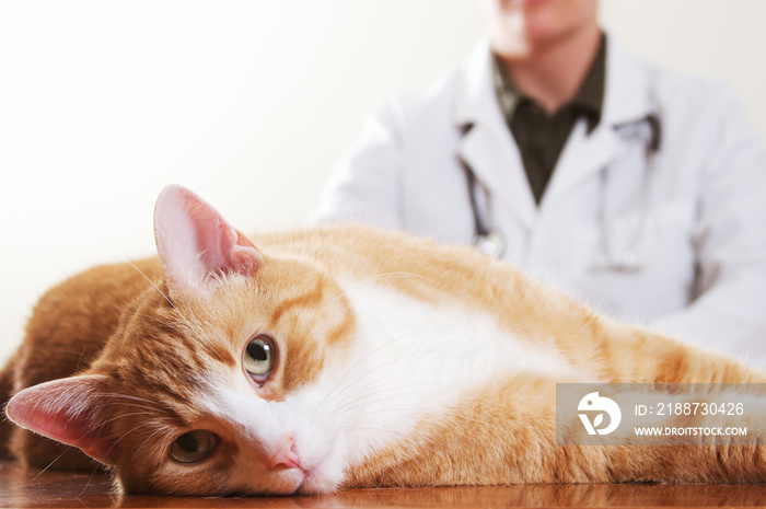 Veterinarian and Cat