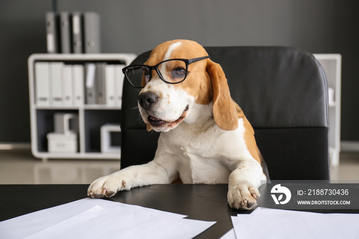 Cute funny dog with eyeglasses sitting at workplace in office