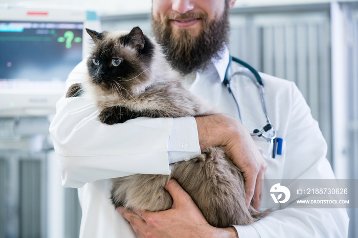 Veterinarian pet doctor holding cat patient in his animal clinic