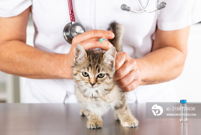 Veterinary clinic with a kitten