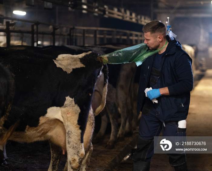 A veterinarian makes the procedure of artificial insemination of a cow in a farm