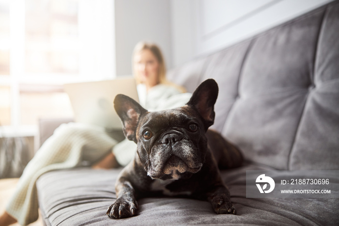 Dog staring into camera while lying in bed