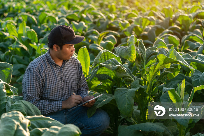 close up of asian farmer use a tablet to collect tobacco leaf growth data. Agriculture.