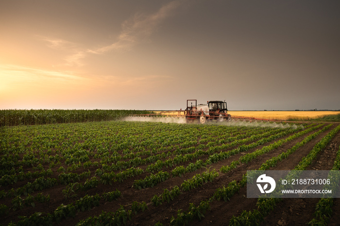 Tractor spraying vegetable field in sunset.