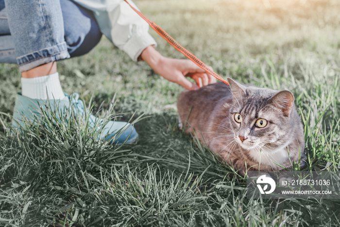 Owner girl walks her cat on a leash on a fresh spring lawn in city Park. The pet looks anxious and funny.