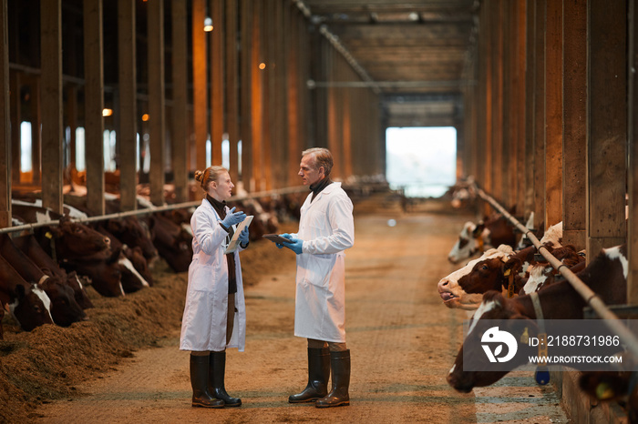 Full length portrait of two veterinarians in cow shed talking while inspecting livestock at farm, copy space