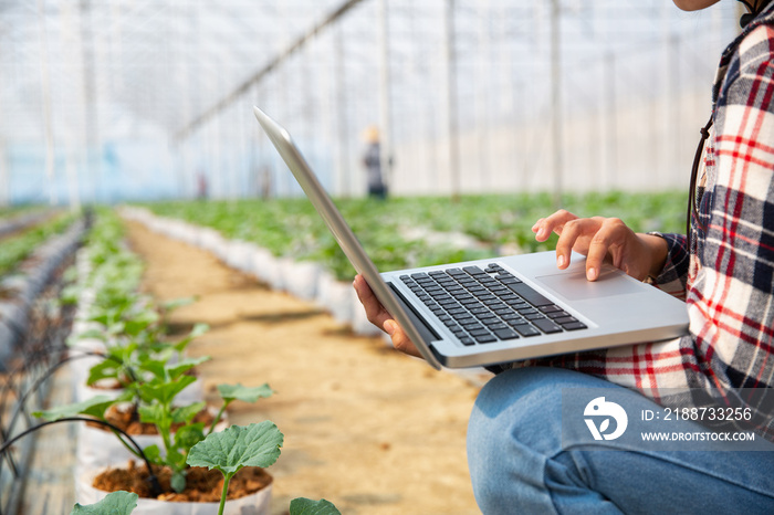 Agronomists and farmers are inspecting plants In a greenhouse farm with a laptop, farmers and researchers in the analysis of the plant. agricultural technology concepts.