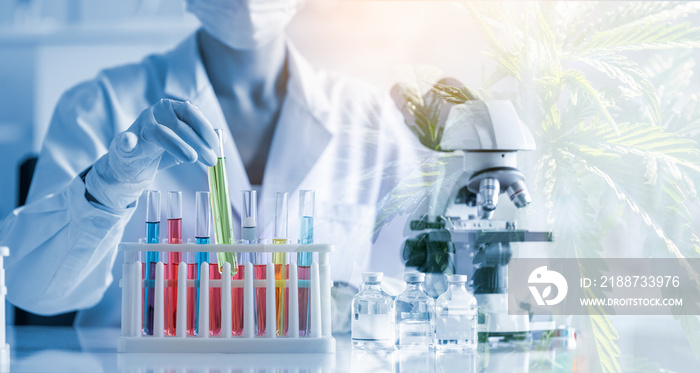 Double exposure scientist researchers and Cannabis tree are marijuana extracts THC and CBN for medical and business in laboratory, analyzing the medicine related innovation,healthy concept.