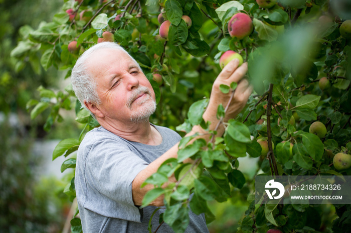 Senior man harvesting fresh red apple on his huge garden, gardening concept