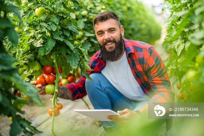 Organic greenhouse business. Farmer is picking fresh and ripe tomatoes in his greenhouse.