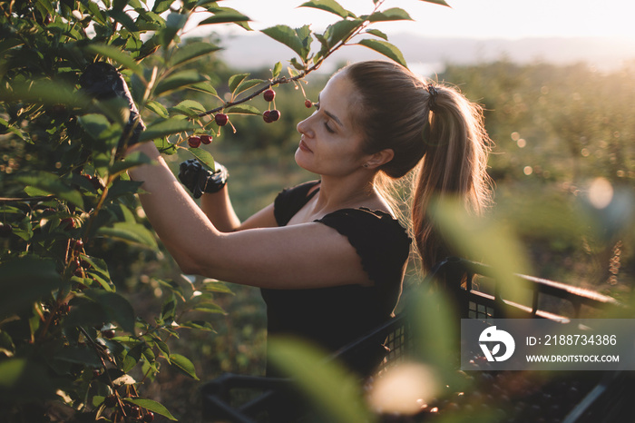 Young woman working in a orchard, picking cherries