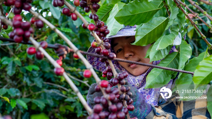 Farmer picking coffee