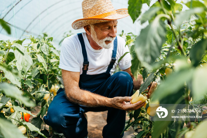 Happy and smiling senior man working in greenhouse.