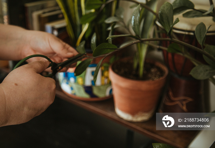 closeup of hands pruning plants