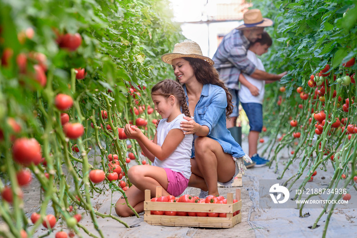 Family working together in greenhouse picking tomatoes