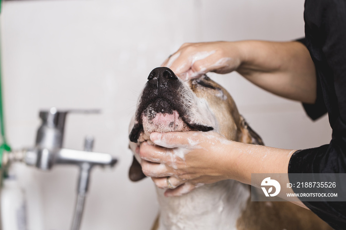 Dog grooming process. Adorable purebred American Stafford terrier dog taking a bath in a bathtub.