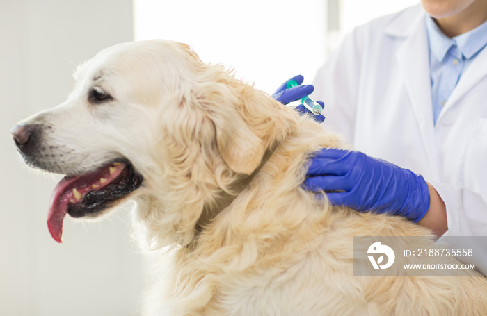 close up of vet making vaccine to dog at clinic