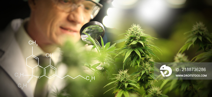 scientist  analyzing a biological and ecological hemp plant used for herbal pharmaceutical CBD oil and THC oil in a laboratory.