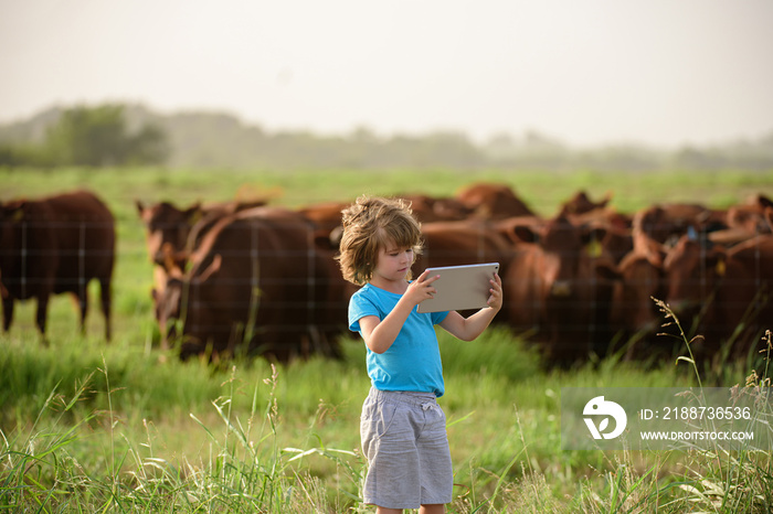 Little farmer kid with tablet near cows farm. Summer kids at countryside. Children at farm. Organic meat, milk, food.