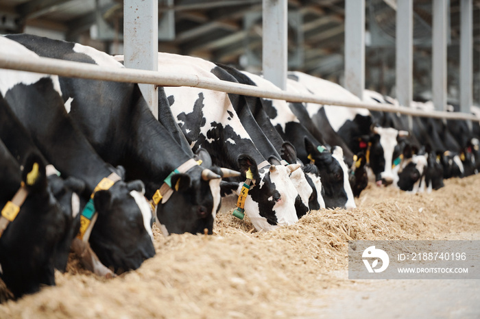 Long row of black-and-white dairy cows while eating fresh hay in cowshed