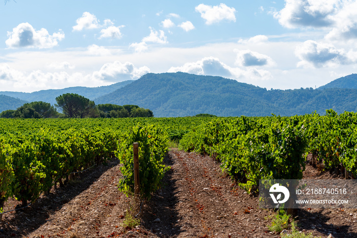 Rows of ripe wine grapes plants on vineyards in Cotes  de Provence, region Provence, south of France