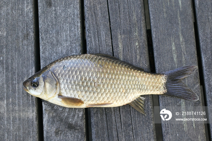 Prussian carp, silver Prussian carp or Gibel carp, Carassius gibelio, a harmful invasive species