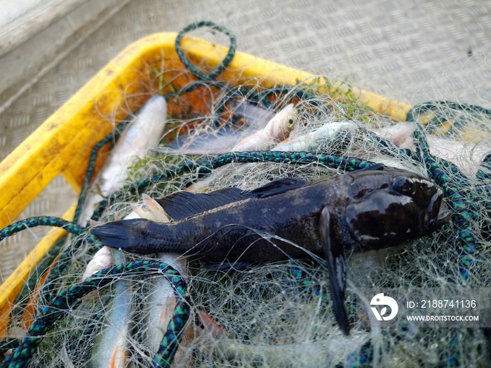 Round Goby in fishing nets, neogobius melanostomus