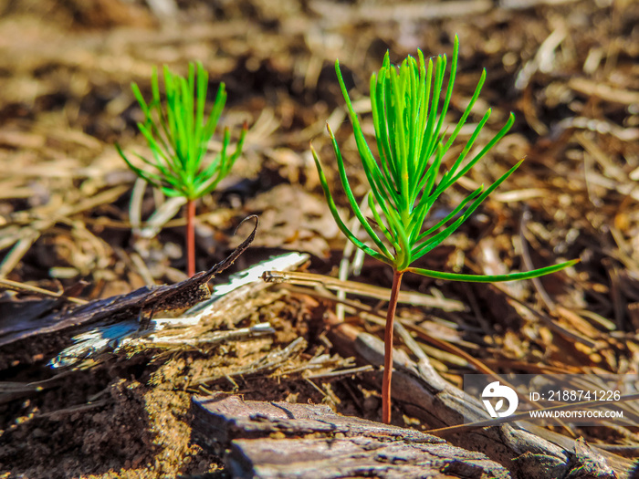 tree seedlings