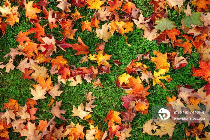 Grass covered with colorful red, orange and yellow maple leaves in autumn