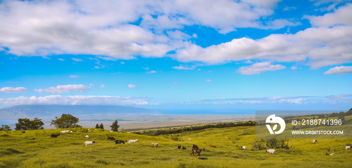 Sheep in the pasture, Upcountry Mau, Hawaii