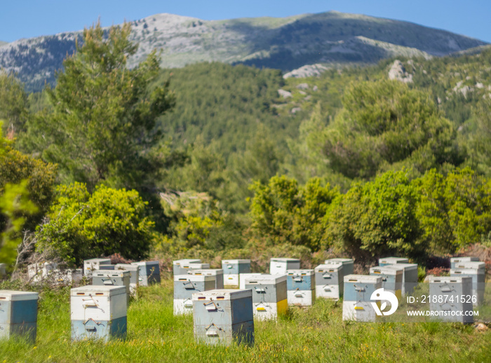 Eco-friendly apiary in a pine forest on the island of Evia in Greece