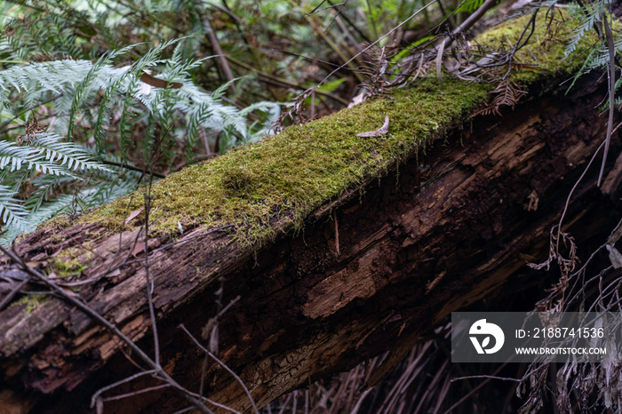 old branch covered with thick moss in the forest