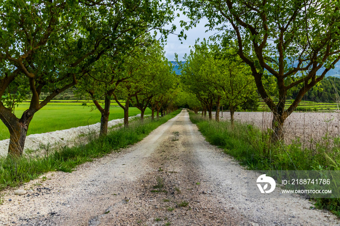 Dirt road between green mulberry trees.