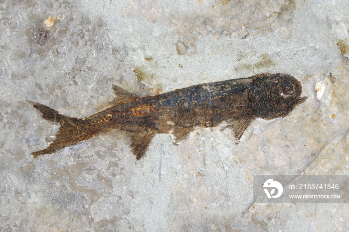 Fossil : Lycoptera Fish fossil from Liaoxi China, its lived from the late Jurassic to Cretaceous periods. Fish fossil