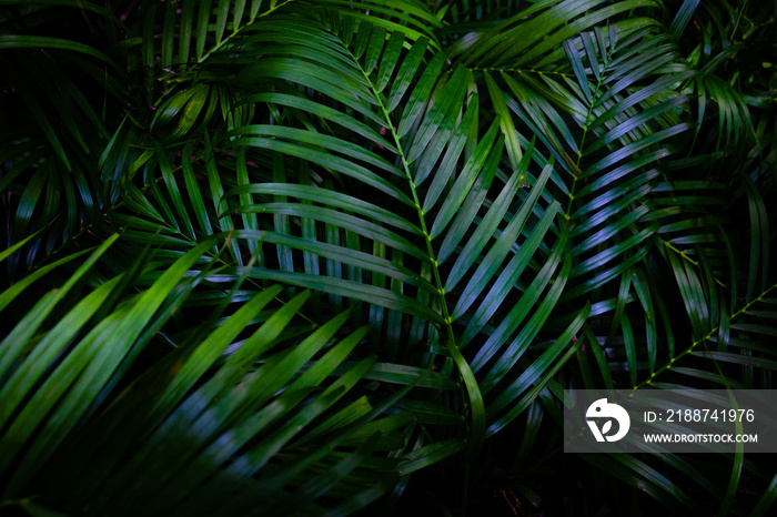 Green leaves background. Green leaves color dark tone after raining in the morning.