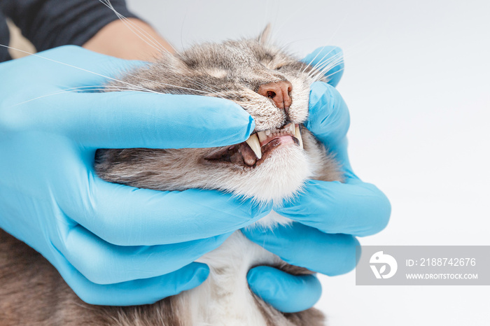 Veterinarian dentist checks the condition and health of the cat’s teeth in the clinic. Health and longevity of your pet